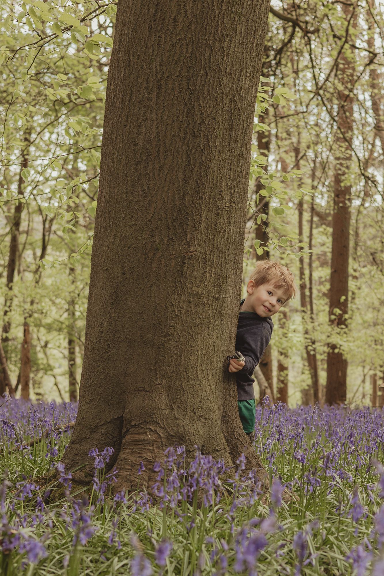 a boy pokes his head out from behind a tree, in amongst a bluebell wood