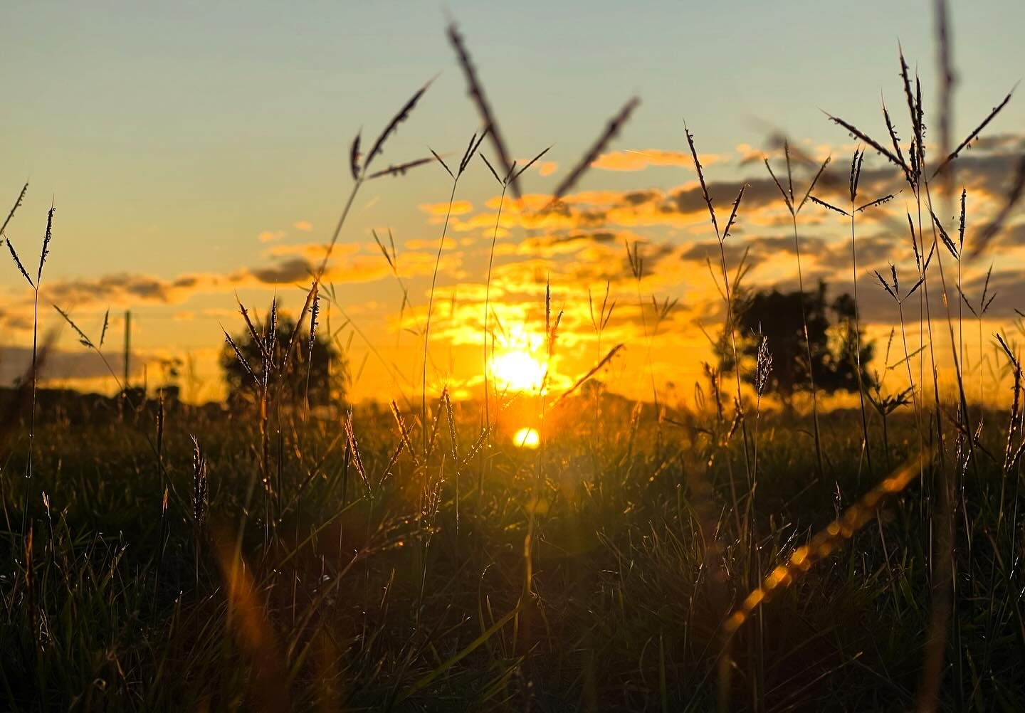 Golden sunset through grass silhouettes with vibrant orange sky and sun on horizon.