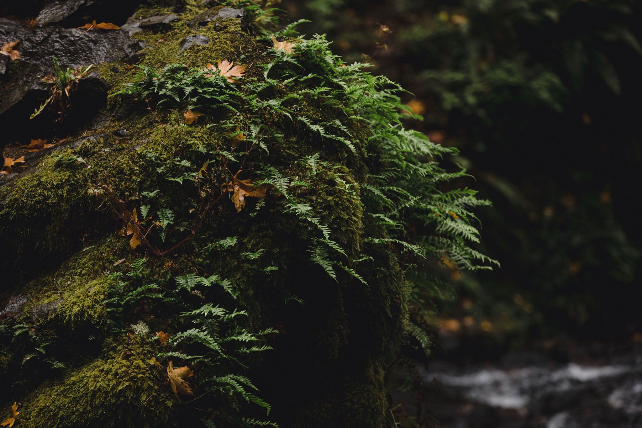 Lush green ferns and moss growing on a rocky surface in a dark forest setting with a blurred stream in the background.