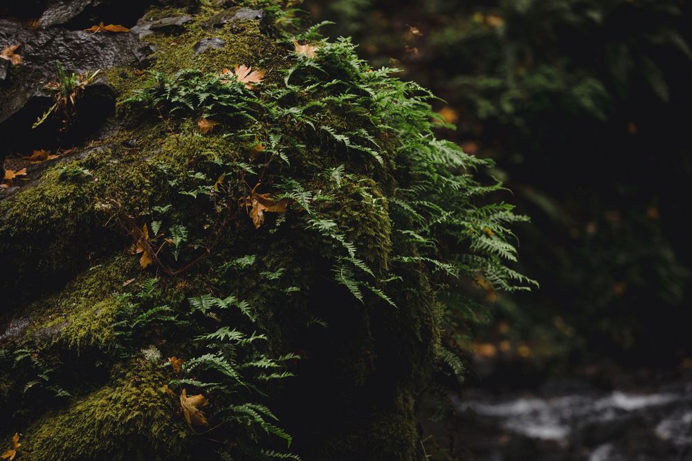 Lush green ferns and moss growing on a rocky surface in a dark forest setting with a blurred stream in the background.