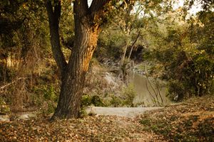 Autumn woodland scene with large tree trunk, fallen leaves, and a calm river glimpsed through golden foliage.