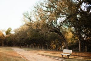 A serene park path lined with autumn trees and a wooden bench in warm golden light.