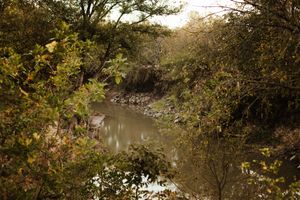 Muddy creek winds through dense autumn woodland with golden and green foliage reflecting on calm water surface.