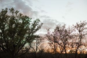 Trees silhouetted against a colorful sunset sky with dramatic clouds in a natural outdoor setting.