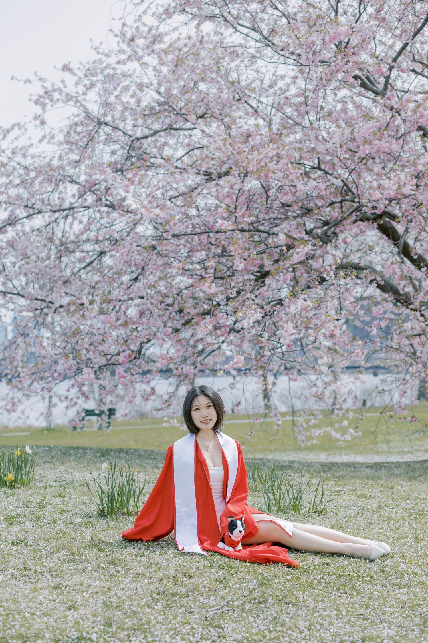 Boston University Graduate  in red wrap sitting on grass beneath blooming cherry blossom tree in spring park.