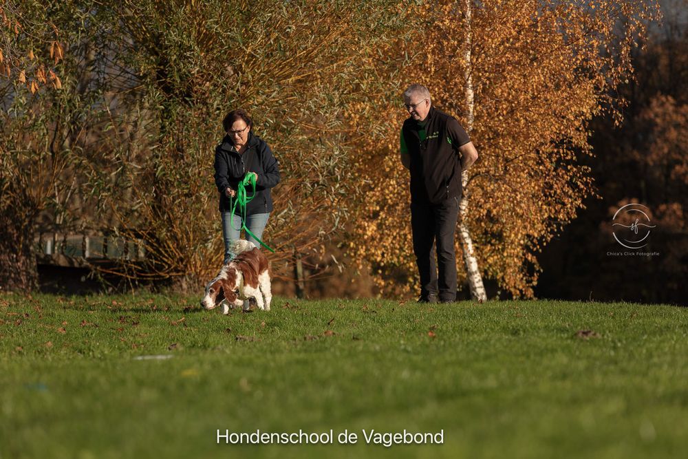 Two people training a Cavalier King Charles Spaniel on a green field at Hondenschool de Vagebond.