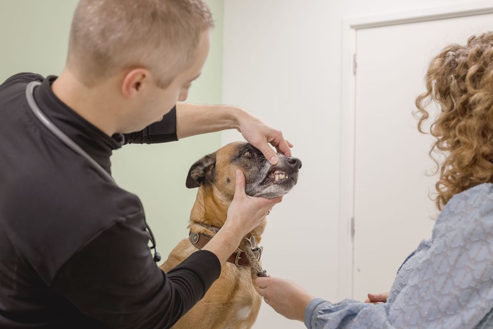 Veterinarian examining a boxer dog's teeth and mouth during a routine dental checkup at a veterinary clinic.
