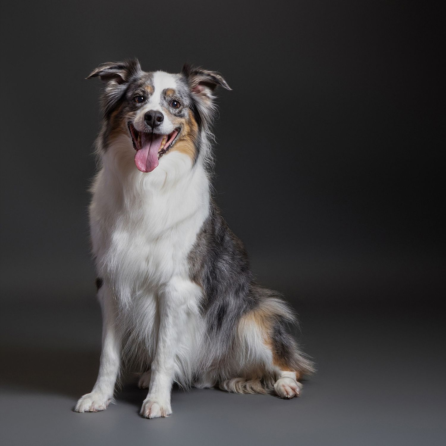 A happy Australian Shepherd dog with merle coat sits against a gray studio background with tongue out.