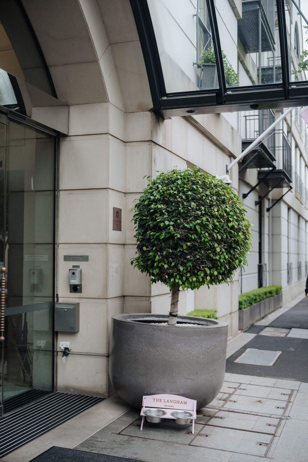 A neatly trimmed topiary tree in a large gray planter outside The Langham hotel entrance.