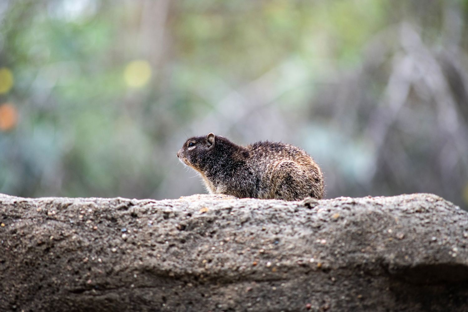 A small squirrel perched on a rocky ledge in a forested area, surrounded by blurred green trees in the background.