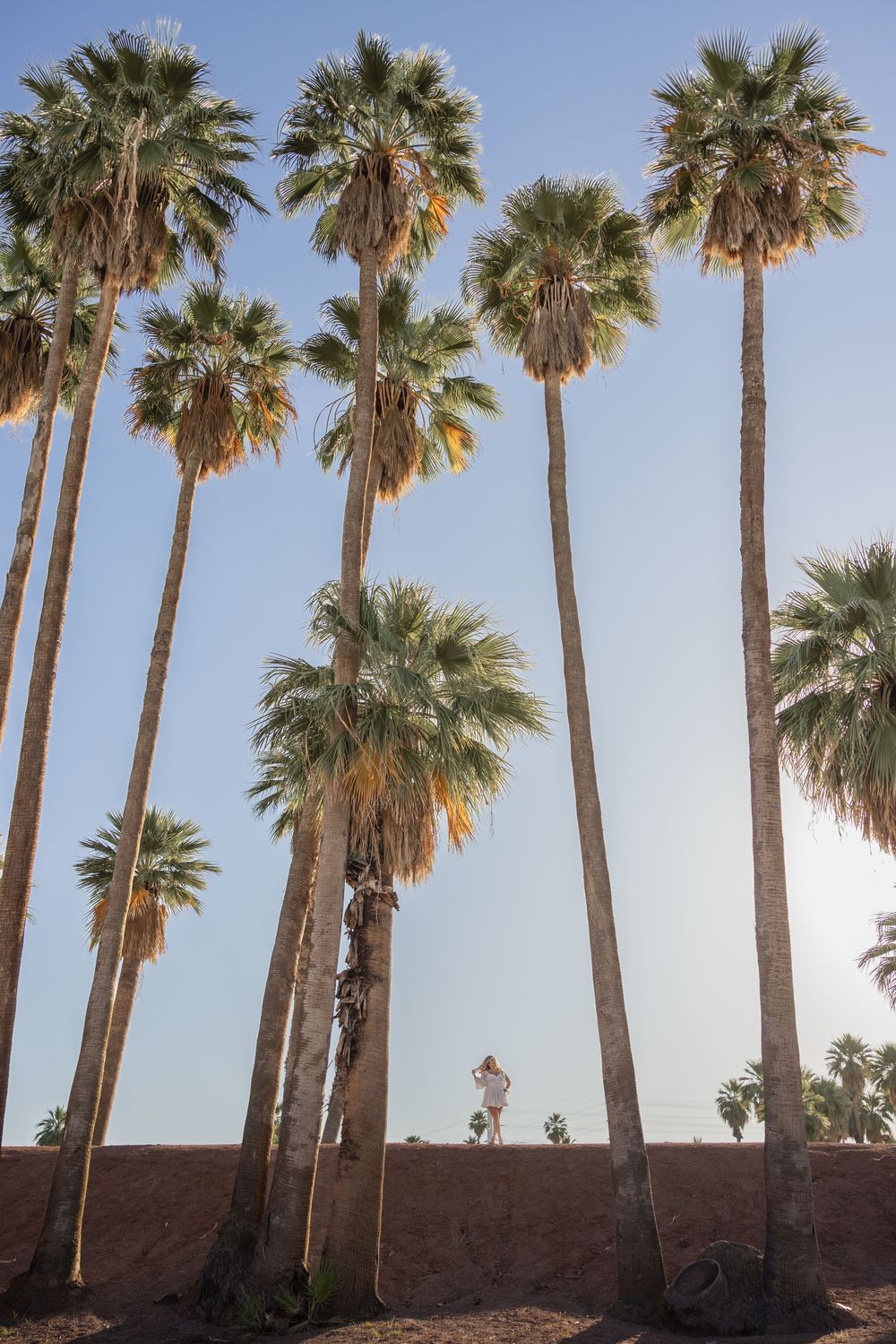 Tall palm trees reaching into a clear blue sky at a sunny desert location.