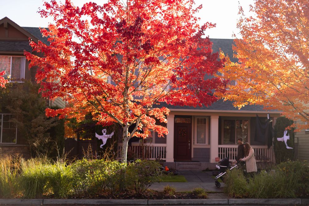 Vibrant red maple tree in fall colors in front of a house with a porch.