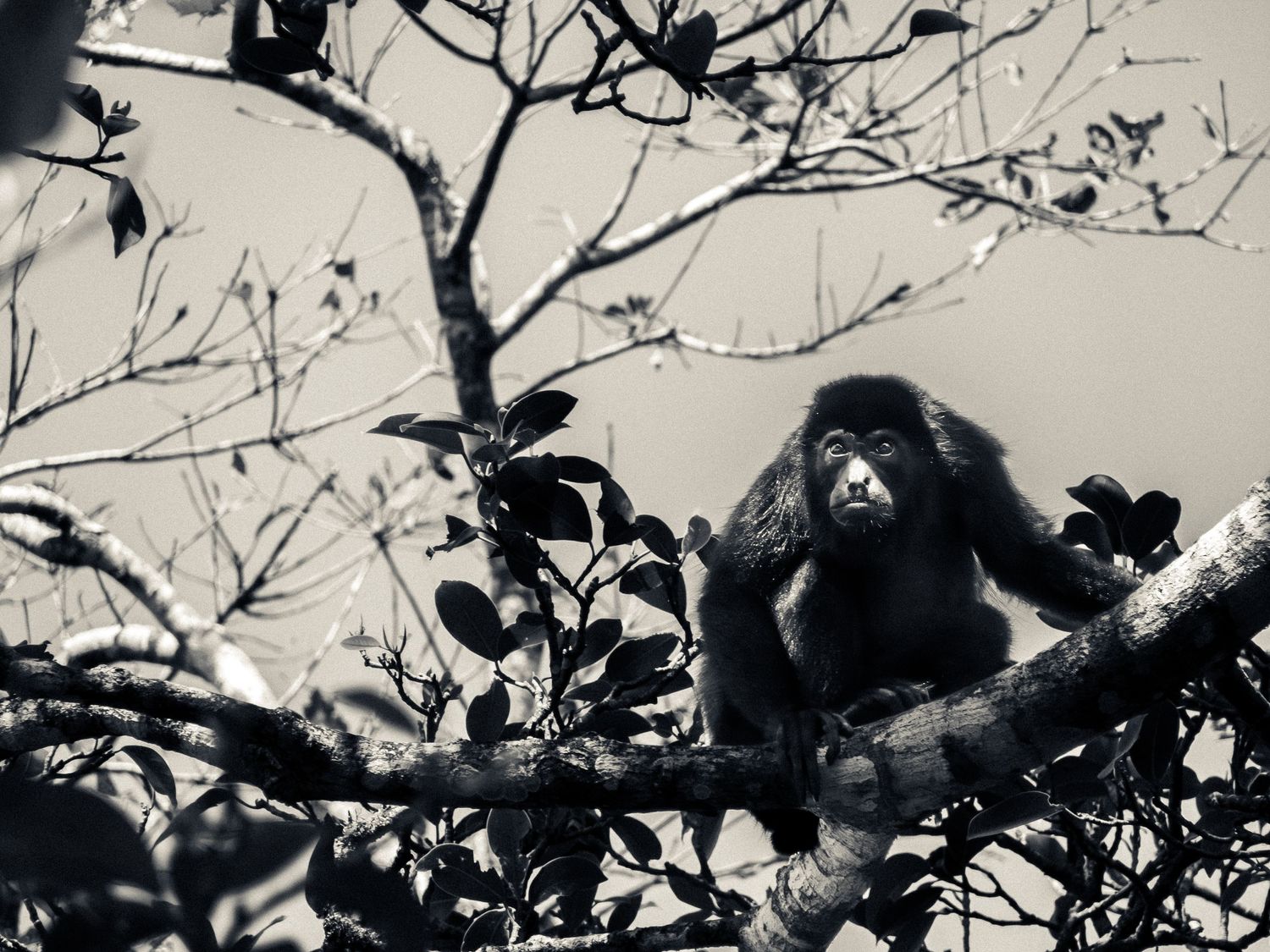 A howler monkey perches on a tree branch amongst leaves in black and white.