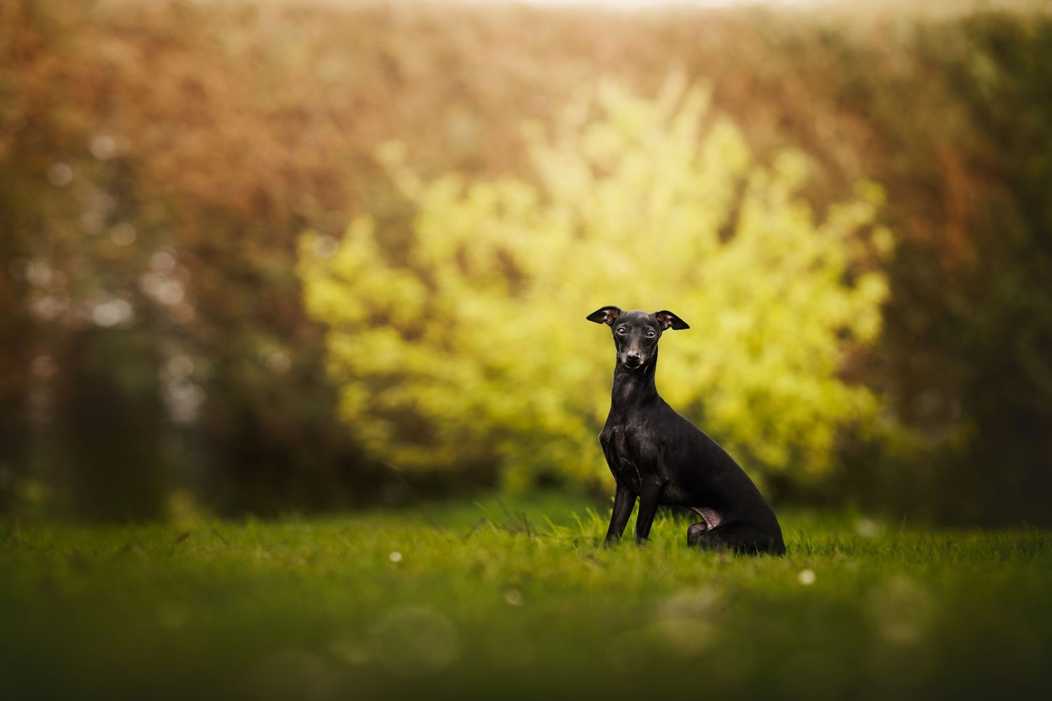 A sleek black dog sits gracefully on green grass with bokeh background.