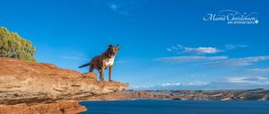 A dog stands proudly on a red rock cliff overlooking a blue lake under a clear sky in a scenic panoramic landscape.