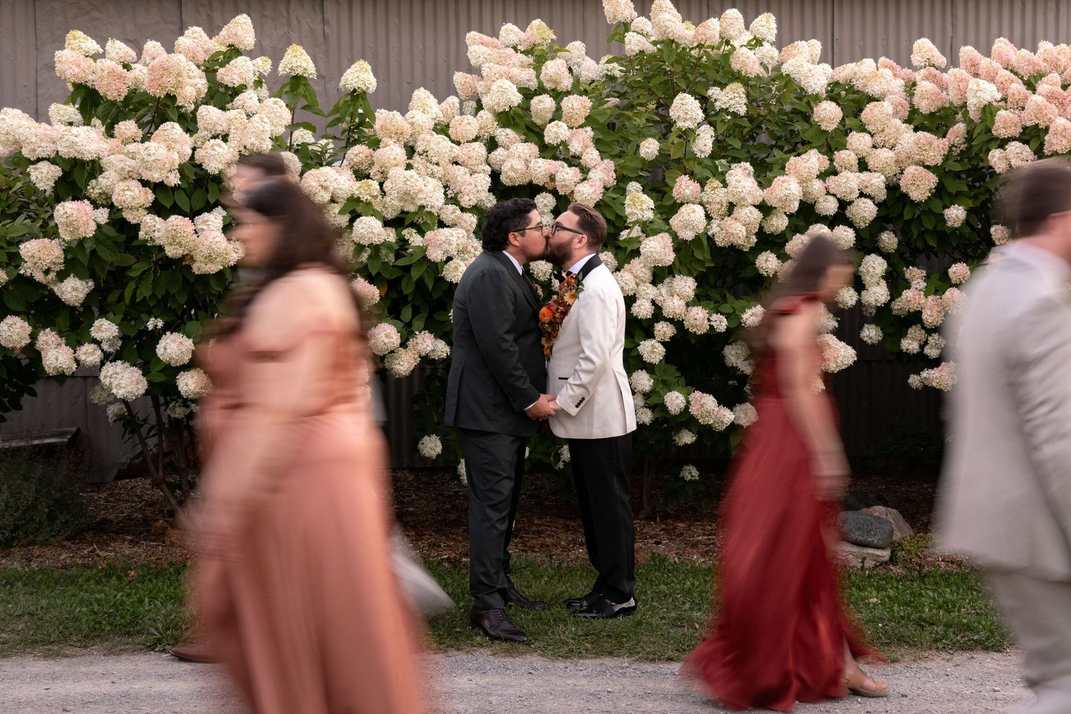 Wedding guests walk past a lush wall of blooming white roses during an outdoor celebration Kawarthas