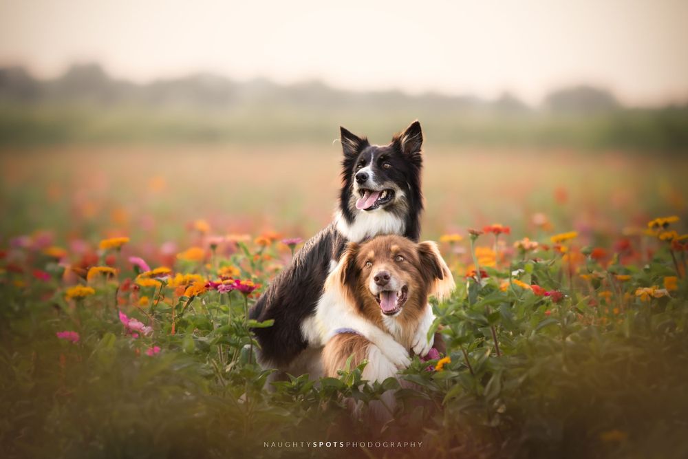 An Australian Shepherd and Border Collie hug in a wildflower field during sunset at Laura's Farm Stand in Simcoe County.