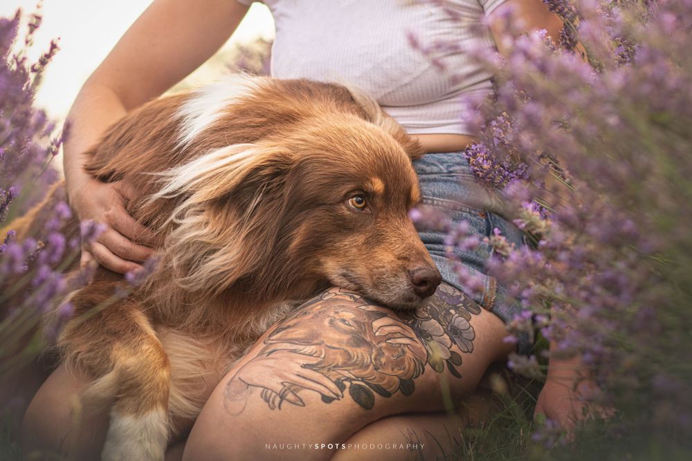 An Australian Shepherd mix rests on its owner’s lap, with a tattoo of the dog visible, surrounded by lavender barrie
