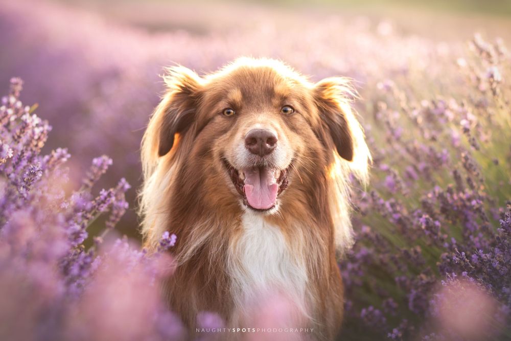 An Australian Shepherd mix portrait in a lavender field in Southern Ontario.