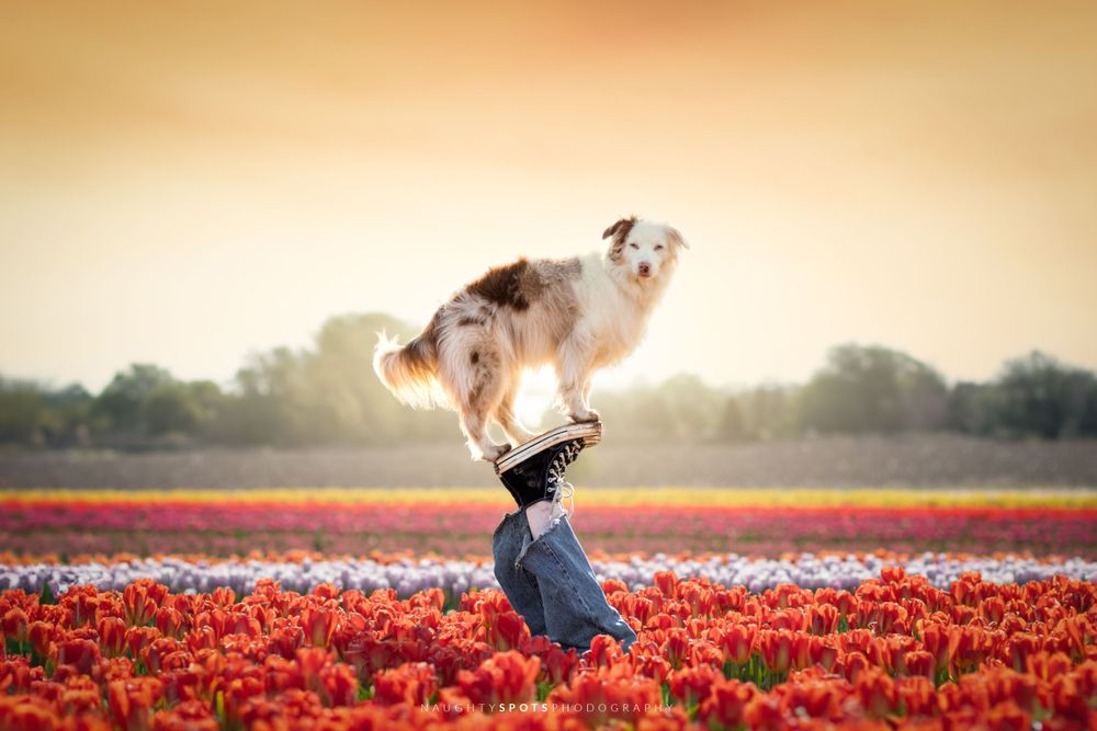 An Australian Shepherd mix performing a trick, standing on its owner's feet in a tulip field at sunset Niagara Falls