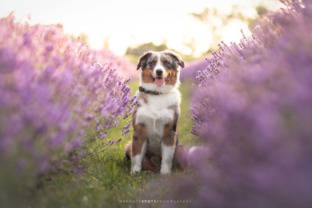 An Australian Shepherd smiling while sitting among tall lavender during golden hour, a fine art portrait.