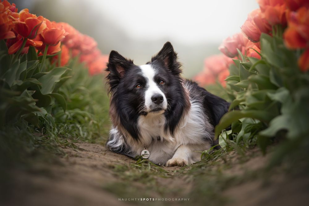 A black and white Border Collie laying down between vibrant reddish-orange tulips near Niagara Falls in Southern Ontario