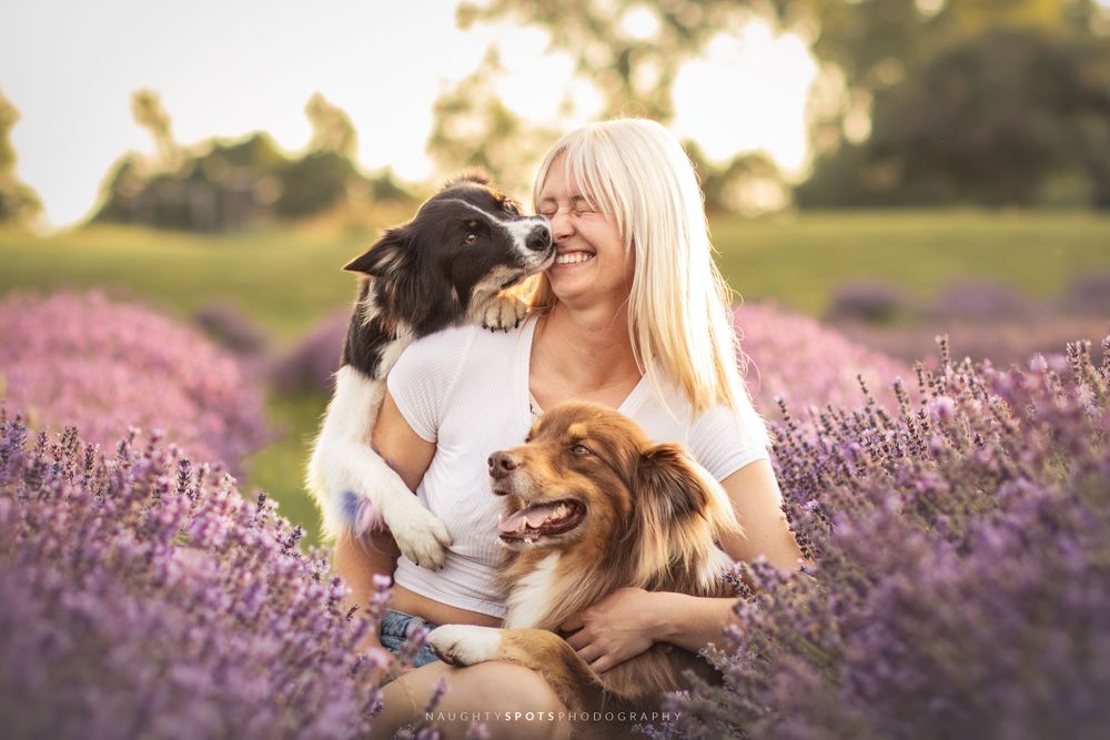 Two dogs, a Border Collie and Australian Shepherd mix, hug and kiss their owner in a lavender field during sunset