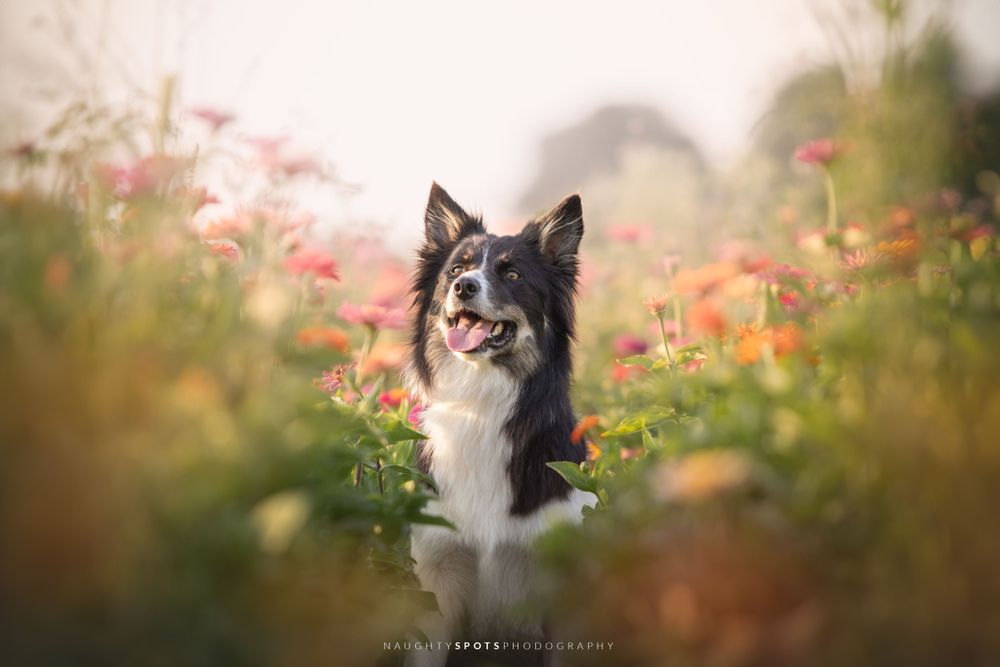 A smiling Border Collie in a field of wildflowers at sunset in Simcoe County near Barrie, Ontario.