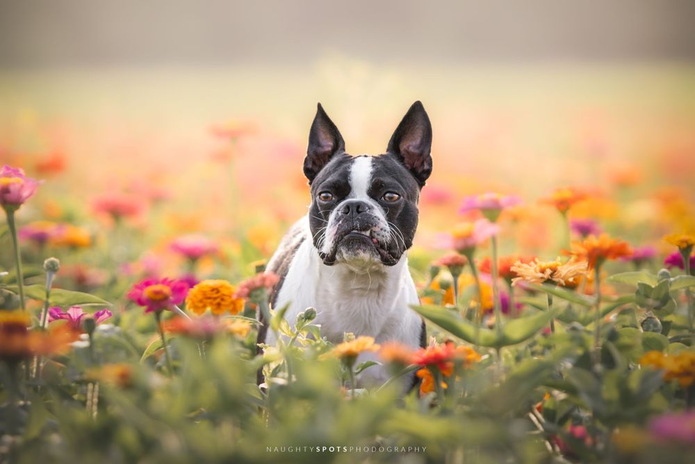 A Boston Terrier sitting in a wildflower field, captured in a portrait at Laura's Farm Stand near Barrie.