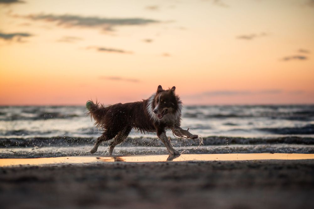 A brown Border Collie Australian Shepherd mix running during sunset on Wasaga Beach with illuminated water droplets.