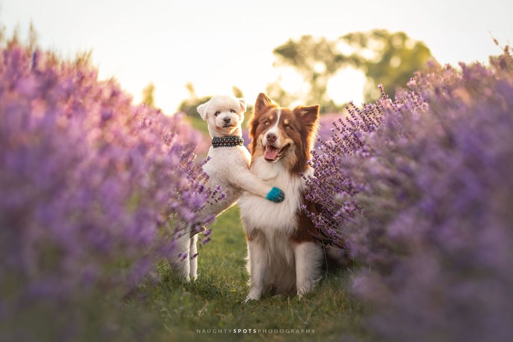 A Bichon Frise and Border Collie mix hugging in a lavender field during sunset near Collingwood.