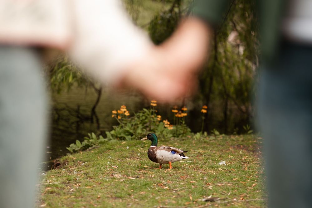 A pigeon rests on grass near colorful flowers in a blurred garden setting. Temple Newsham Leeds.