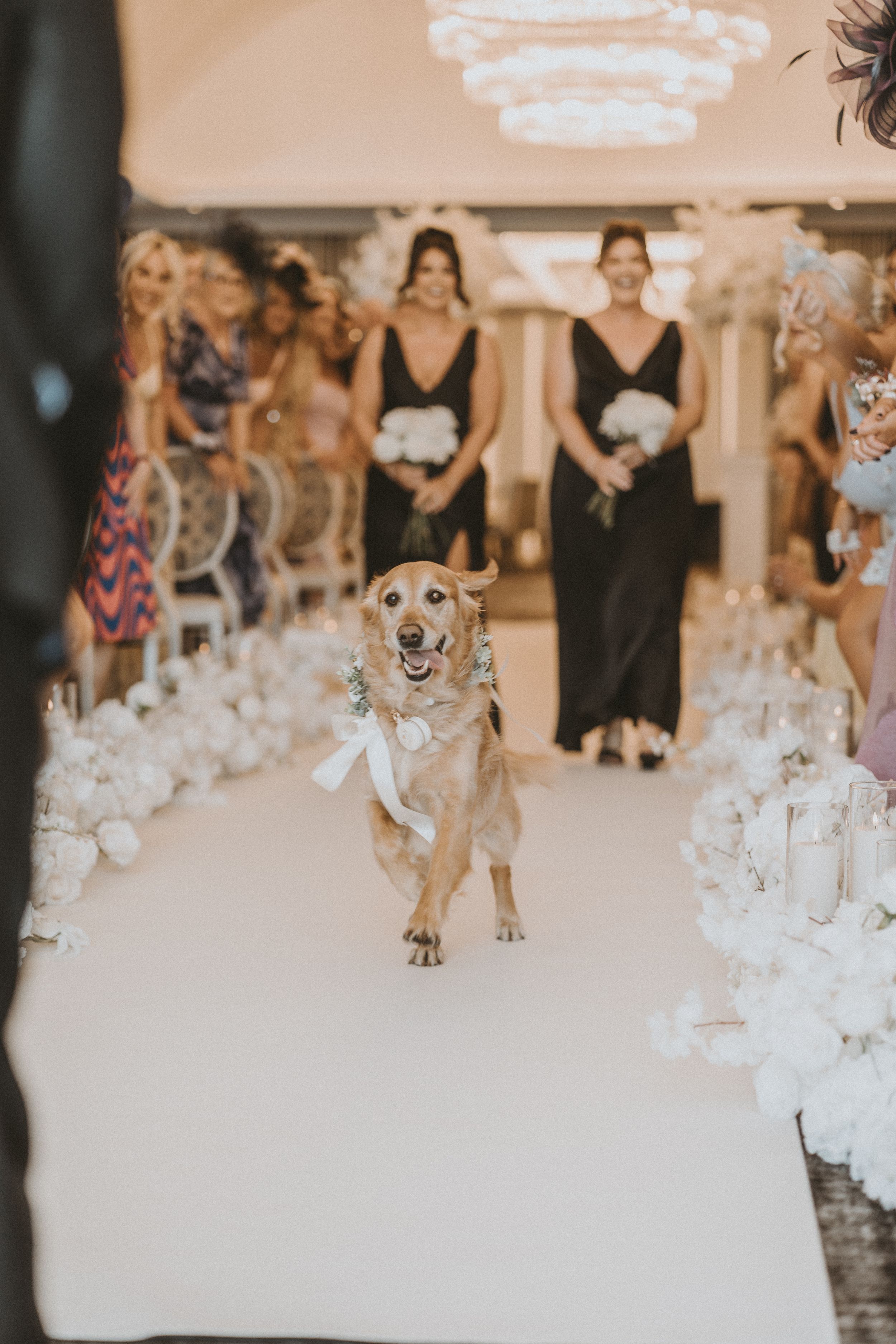 A happy dog walking down the aisle at a wedding reception surrounded by white floral arrangements and wedding guests.