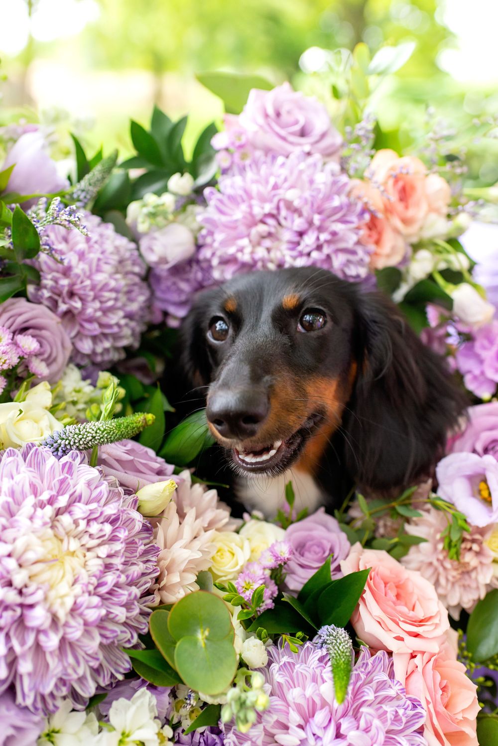 Black and tan dachshund poses among pink and purple flowers with a playful expression in Strathroy at Mac Cuddy Botanic Garden.