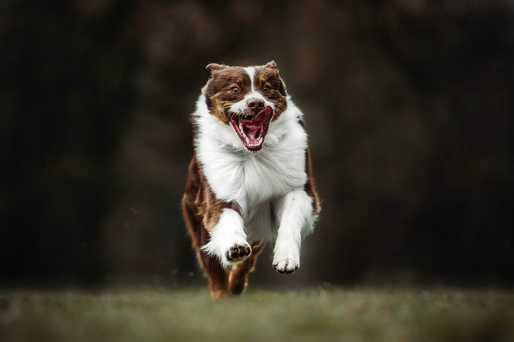 Kutyafotózás - Mini aussie