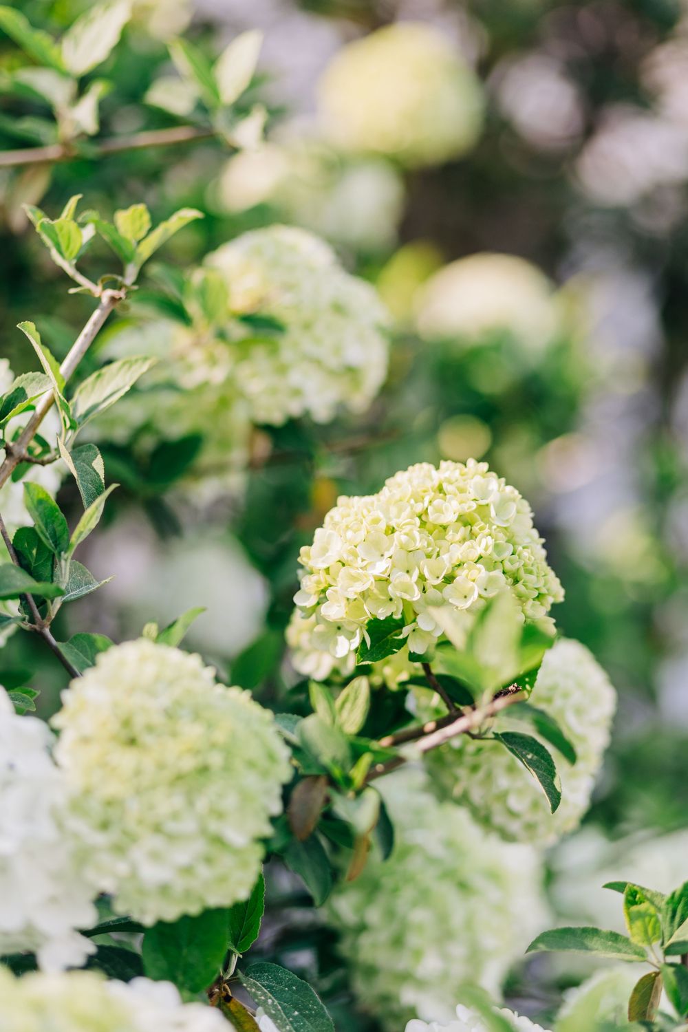 Lush green shrub with clusters of white hydrangea blooms in soft natural light.