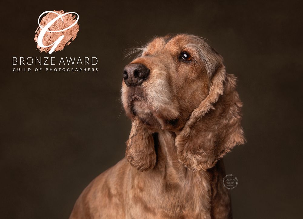 Cocker spaniel which was awarded a Bronze