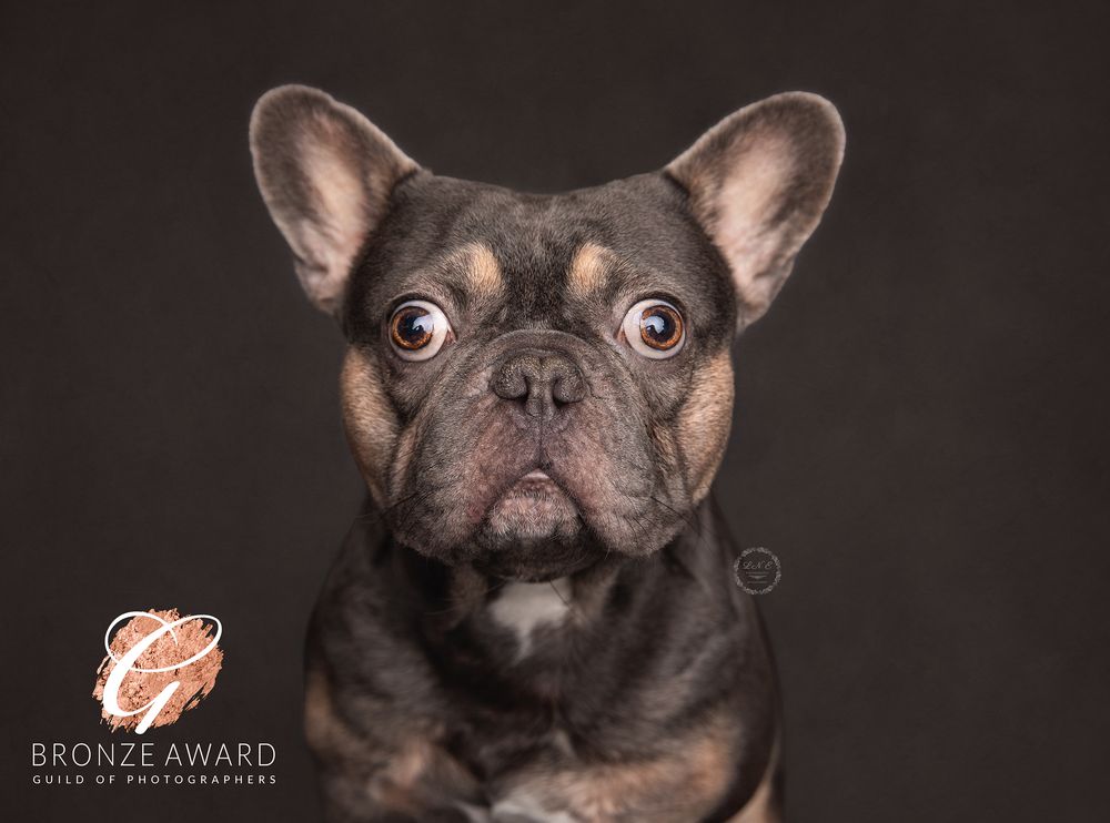French bulldog which was awarded a Bronze