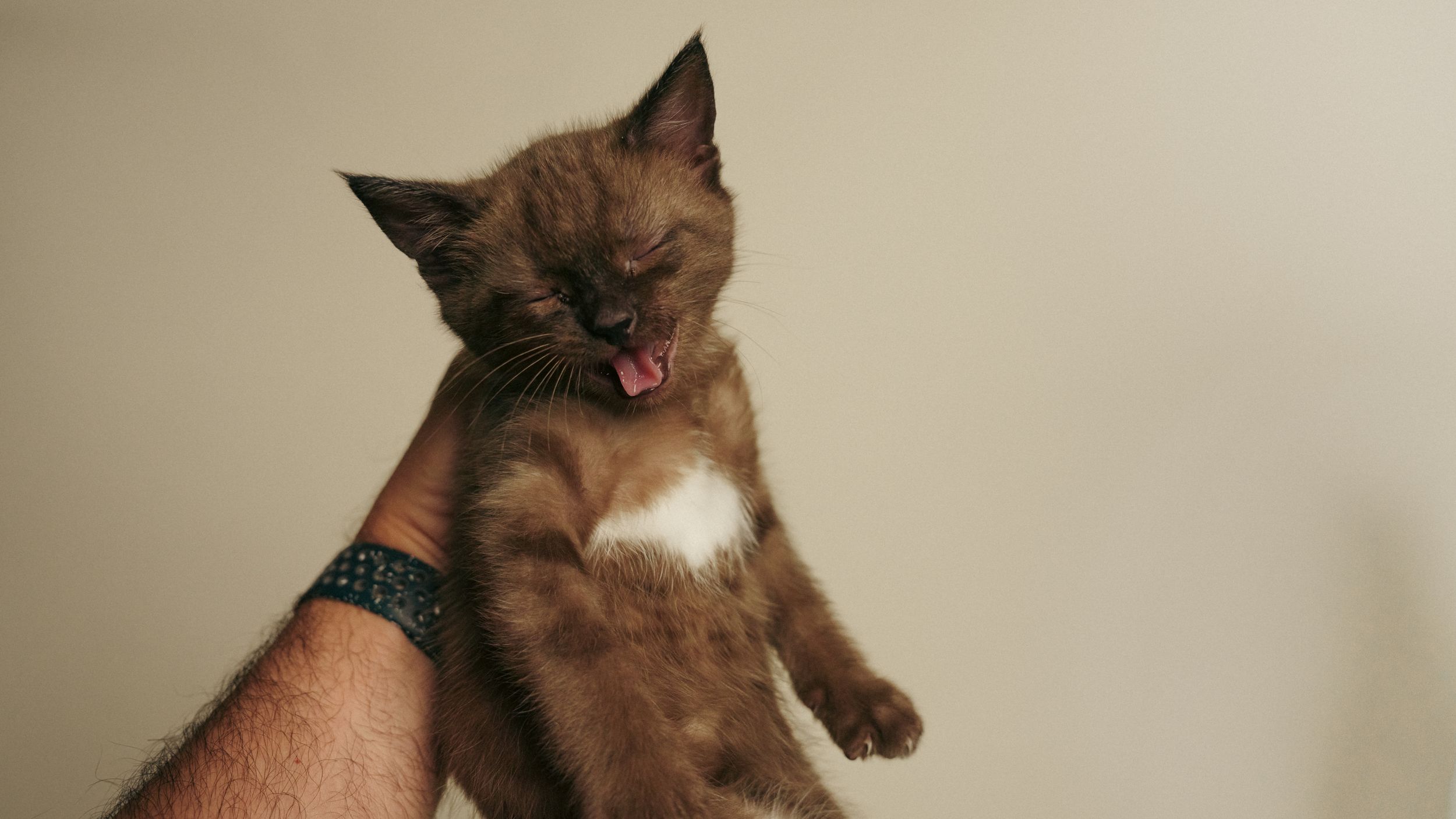 kitten