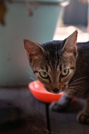 Cat