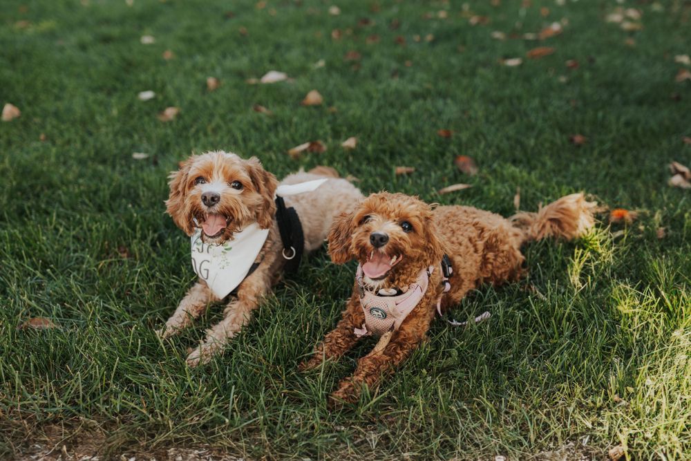 Two happy dogs wearing bandanas lying together on grass during wedding in New England.