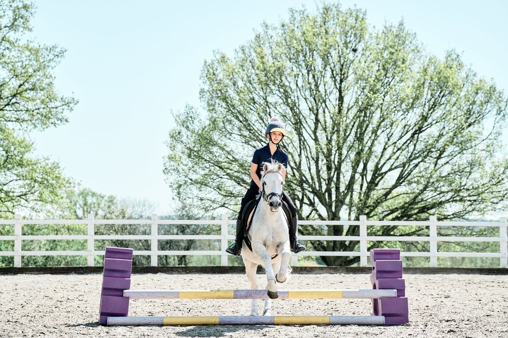 A dog gracefully leaps over a purple and yellow agility jump obstacle in an outdoor training course.