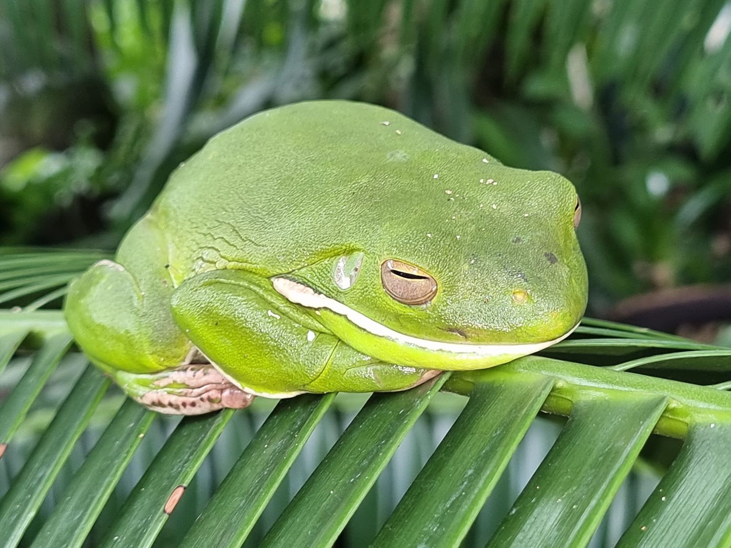 A bright green Australian green tree frog rests on a palm frond with water droplets on its skin.