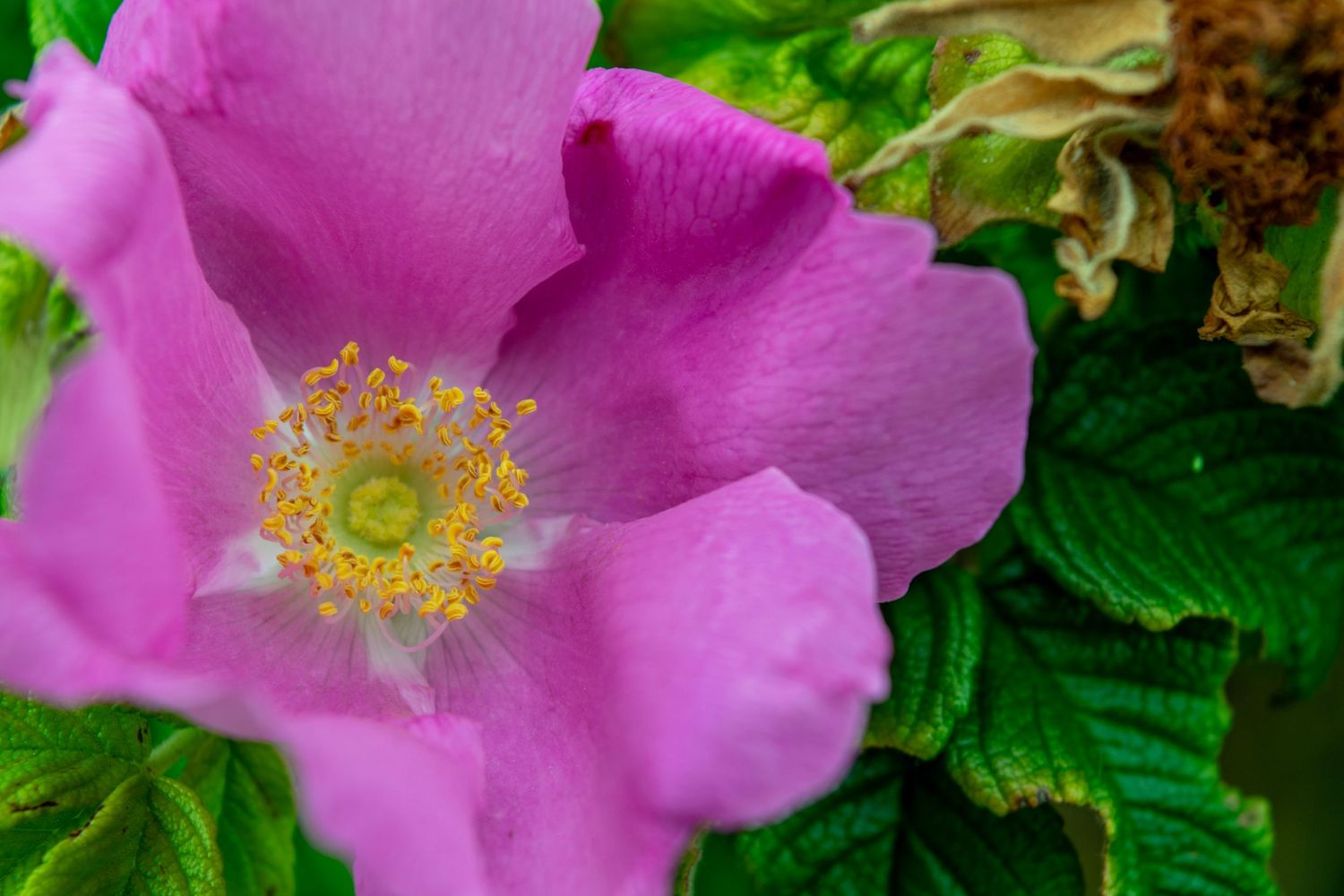 Close-up of a vibrant pink wild rose flower with yellow stamens against green foliage.