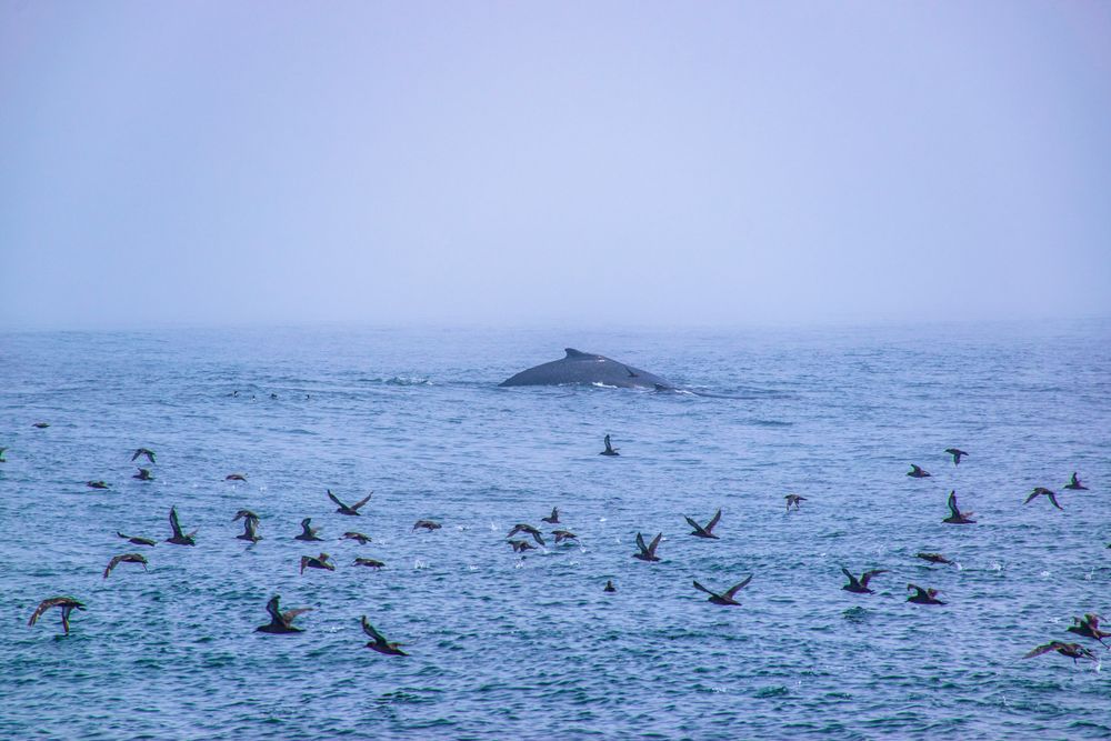 Whale surfacing among seabirds in misty ocean waters.