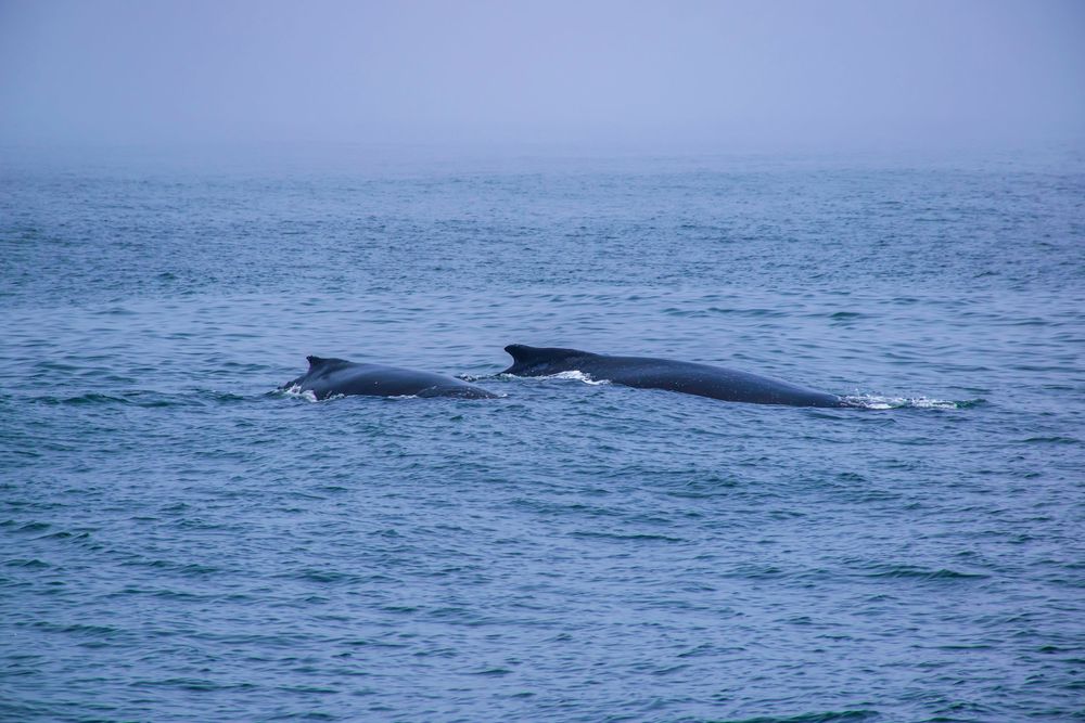 Two whales swimming side by side in blue ocean waters.