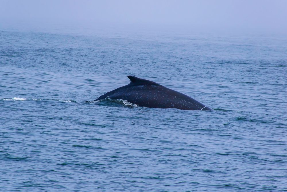 Humpback whale surfacing in blue ocean waters.