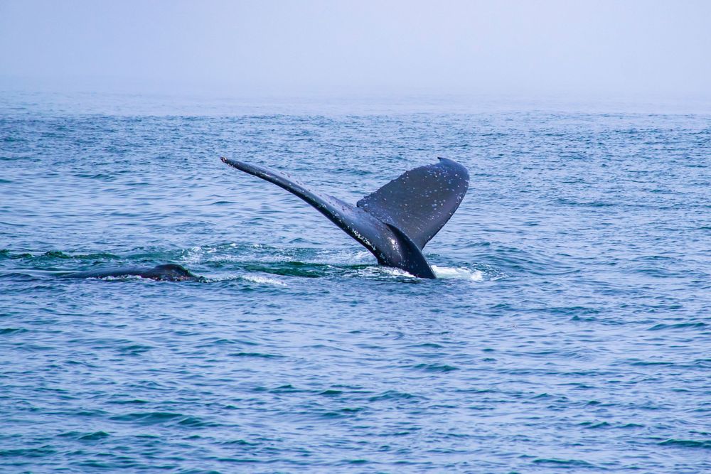 Whale tail rising majestically from blue ocean waters.