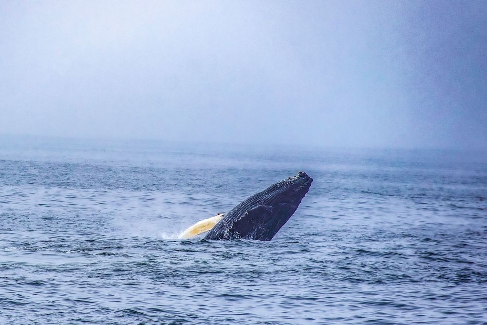 A humpback whale breaks the ocean surface, showing its dark body against misty blue waters.