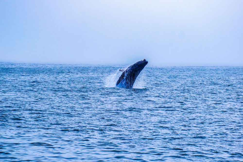 Humpback whale performing an elegant breach against a bright blue ocean backdrop.